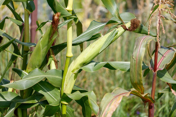 Obraz premium Close-up of young corn stalks with developing ears