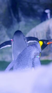 Zookeeper feeding a King Penguin at the zoo