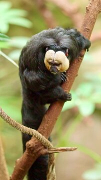 Curious white faced saki monkey climbing a tree branch