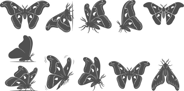 Silk moth and cecropia moth silhouettes set showing resting and flying poses on white