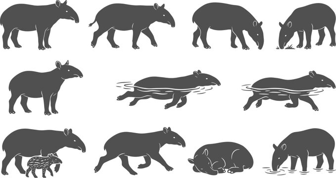 Tapir silhouette vector set showing wild animals walking swimming and resting on transparent background