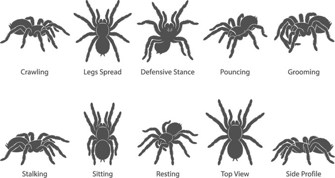 Tarantula spider silhouettes displaying different behavioral poses and stances on transparent background