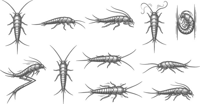Vintage engraved silverfish insect illustrations set isolated on a plain transparent background