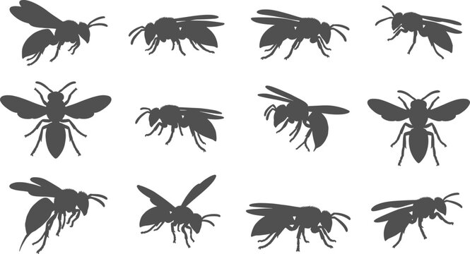 Wasp and bee insect silhouettes flying and standing on a plain transparent background