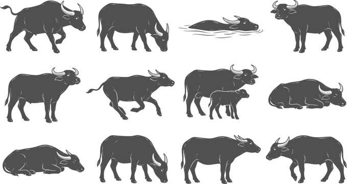 Water buffalo silhouettes demonstrating grazing running and swimming behaviors across a minimalist white backdrop