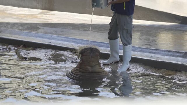 A walrus with long tusks in a zoo pool being trained or fed by a zookeeper wearing rubber boots.