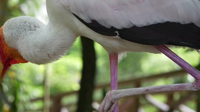 close up of yellow billed stork unipedal resting in the park, white stork standing with one foot up in the wild, wild bird behaviour in nature footage