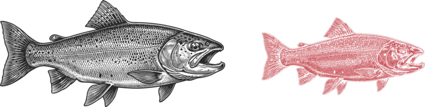 Fish tail and body, black and white illustration