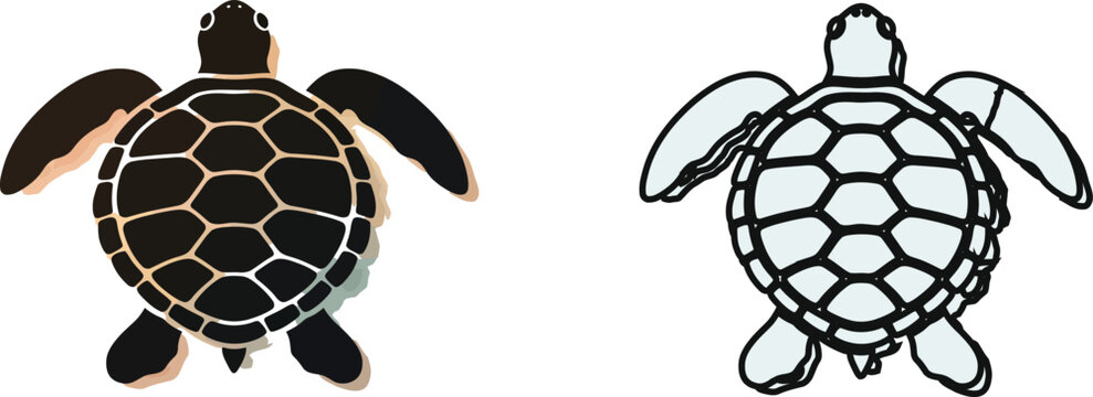 Illustration of sea turtle shell and flipper