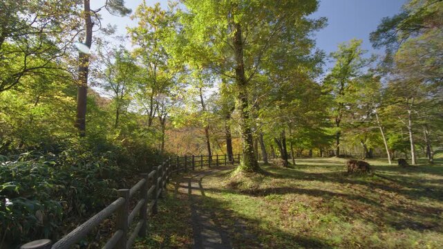 紅葉の名所 秋の鳴子峡の風景　Autumn scenery of Naruko Gorge, a famous spot for autumn foliage.