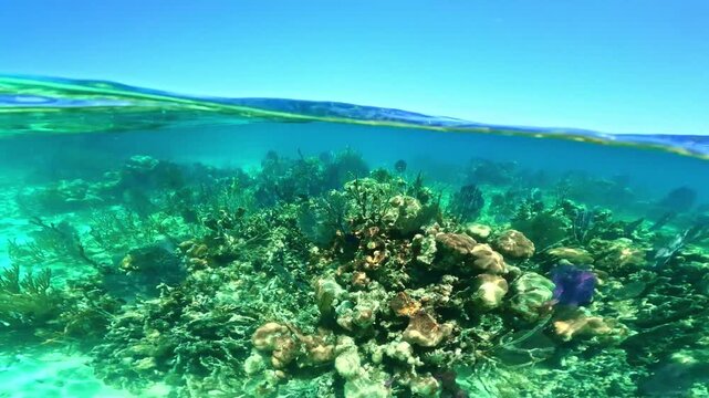 Split shot of an underwater coral reef in the Caribbean sea