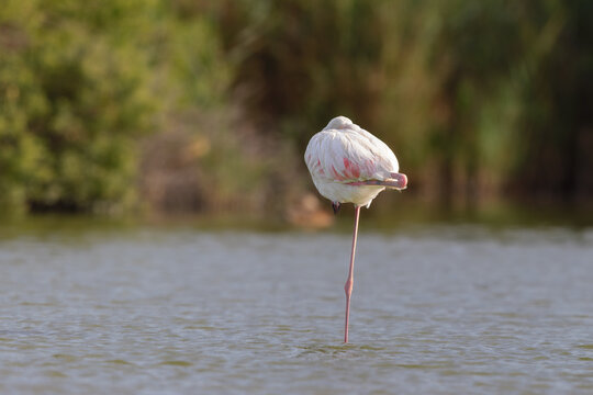 Greater flamingo (Phoenicopterus roseus) resting in the shallow water of a lagoon in the Camargue, France.