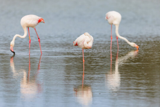 Greater flamingos (Phoenicopterus roseus) feeding in the shallow water of a lagoon in the Camargue, France.