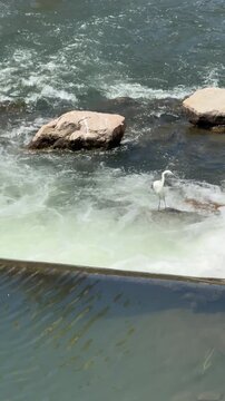 White heron wades through rushing water at a river weir while searching for fish in Oradea, Romania. Vertical nature footage recorded along the Crișul Repede River.