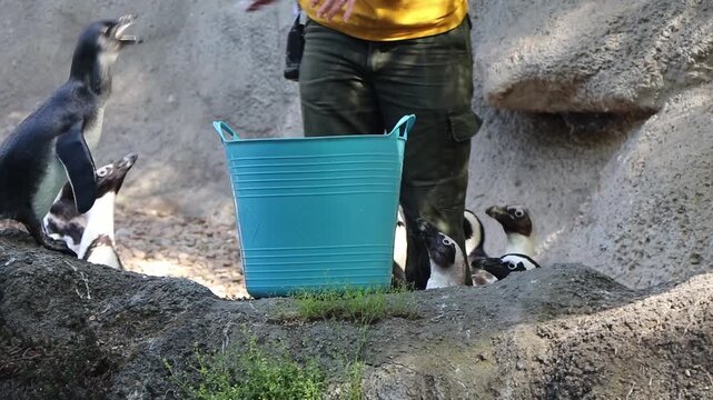 Zookeeper throwing fish from a blue bucket to a group of hungry African penguins on a sunny day at Budapest Zoo.