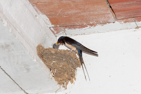 Hirundo rustica. Common Swallow putting food into the beak of one of its chicks.
