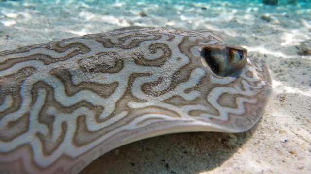 Marble Patterned Stingray Skin Texture Close-up Underwater Resting on Sandy Ocean Floor