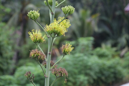 Batang Garing Plants or Agave Americana 