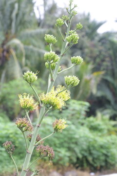 Batang Garing Plants or Agave Americana 