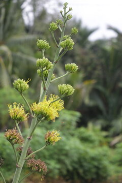 Batang Garing Plants or Agave Americana 