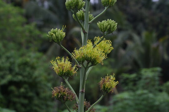 Batang Garing Plants or Agave Americana 