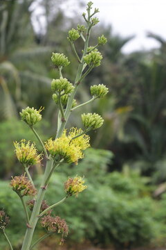 Batang Garing Plants or Agave Americana 