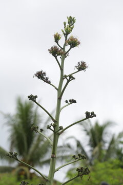 Batang Garing Plants or Agave Americana 