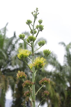 Batang Garing Plants or Agave Americana 