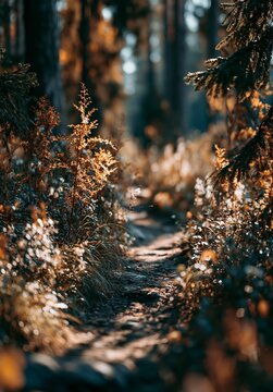 A lyrical, atmospheric snapshot of an autumn forest path. Soft, golden light dances through the trees, kissing the fallen leaves and creating a tranquil, nostalgic embrace in this quiet woodland sanct