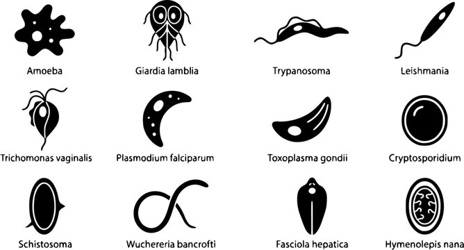 Parasite Silhouette Icons &ndash; Protozoa & Microbiology Vector Bundle