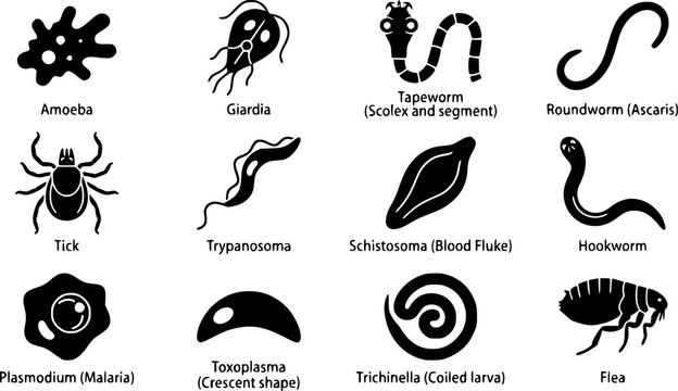 Parasite Silhouette Icons &ndash; Protozoa & Microbiology Vector Bundle