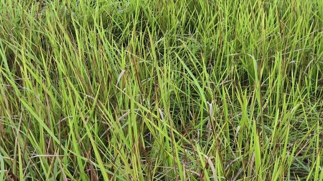 Close up shot of lush green wild grass blowing and swaying in the wind