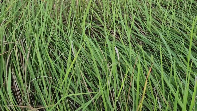 Close up shot of lush green wild grass blowing and swaying in the wind