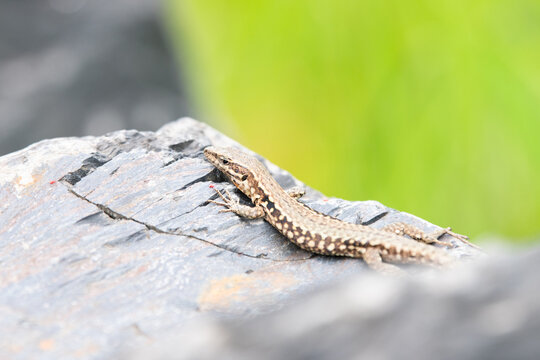 Common wall lizard on slate stone, Podarcis muralis , reptile living in Northern Europe and North America, wildlife moselle valley
