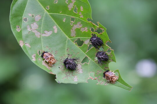 Larva bug aka tribe hispini in leaves