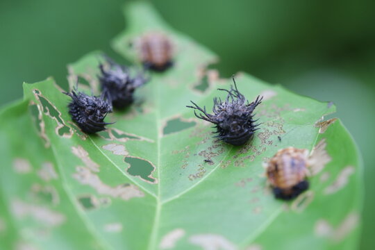 Larva bug aka tribe hispini in leaves