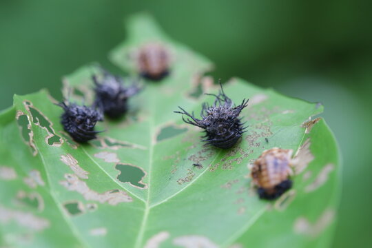 Larva bug aka tribe hispini in leaves