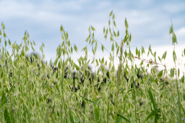 Obraz premium Common oat, Avena sativa growing on agriculture field, cultivated grain, panicles bear spikelets, harvest in summer, farmland on countryside, food industry