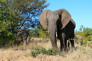 Fototapeta premium Afrikanischer Elefant / African elephant / Loxodonta africana