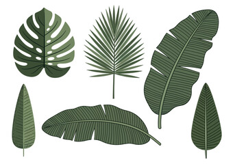 Tropical Green Leaves Vector Set: Monstera, Palm, and Banana Leaf Flat Illustrations for Summer Design © Archii