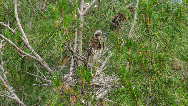 Two young night heron chicks, whose feathers haven&rsquo;t fully grown in yet, are resting together in their nest in a pine tree.
