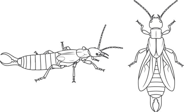 Detailed line art drawing of earwig insect shown from side and top view anatomical insect illustration.