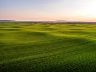 Obraz premium Lush green rolling hills of wheat during sunset