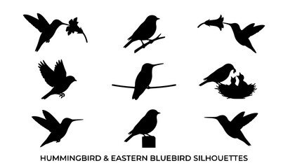 Hummingbird and Eastern Bluebird Silhouette Set with Flying Poses Birds on Branches Nests and Nectar Feeding Icons for Nature Graphic Designs © Hosneara