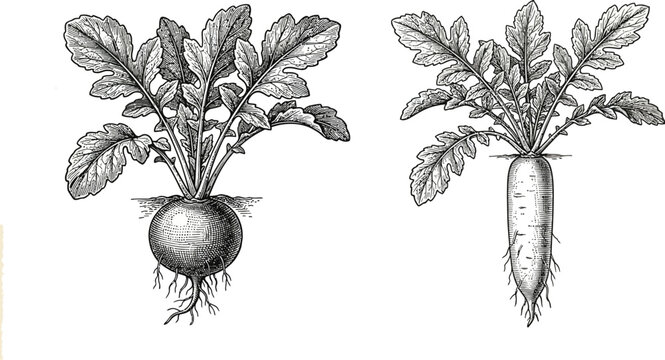 Illustration of two root vegetables with leaves, showcasing a beet and turnip
