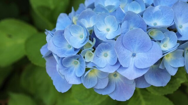 Macro view of sky-blue Hydrangea macrophylla flowers with pale yellow centers moving softly in the wind. Elegant garden footage filmed on a tripod.