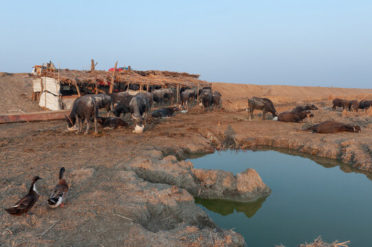 An Iraqi buffalo farm in the Marshes of Southern Iraq, the buffalo are underweight due to drought caused by climate change, Middle East.