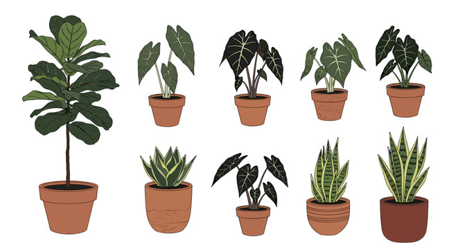 Indoor Plant Set Top View, Wellness Nook CAD Blocks, Fiddle Leaf Fig Vector, Alocasia Plan View, 2026 Biophilic Design Set