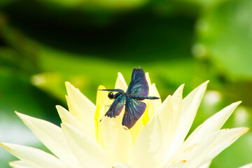 黄色いスイレンの花先にとまる、極彩色のチョウトンボ © komephoto