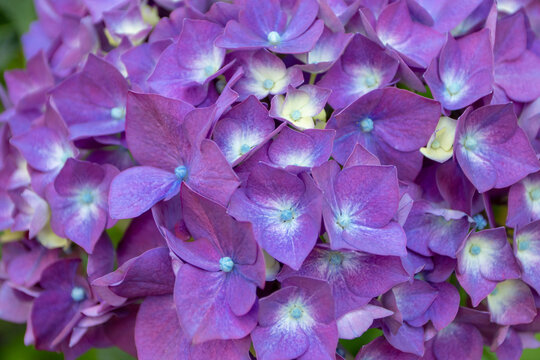Macro background of purple hydrangea flowers with blue centers
